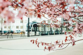 Pikaratikka Viikissä, etualalla keväinen puu.