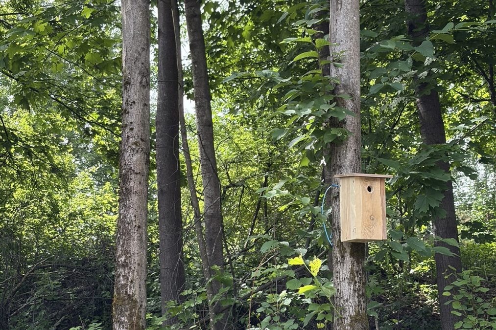 Linnunpönttö kiinitettynä puuhun metsässä.